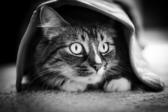 Eine Katze schaut unter einer Decke hervor. 