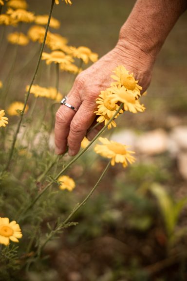 Frauenhand inmitten gelber Blüten